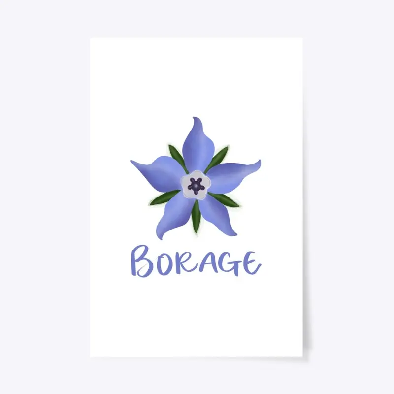 Borage Botanical Art