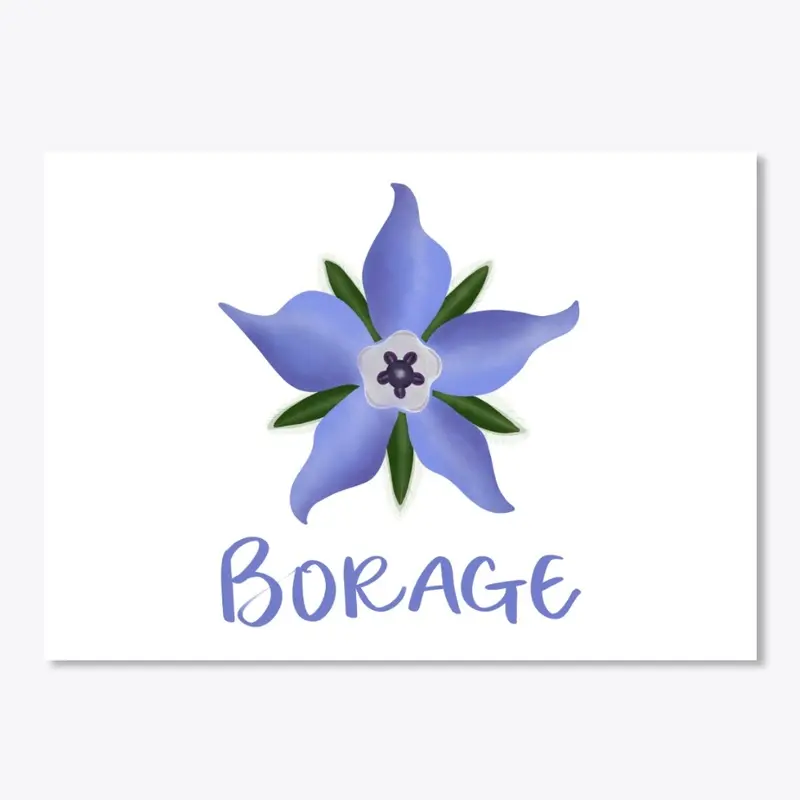 Borage Botanical Art